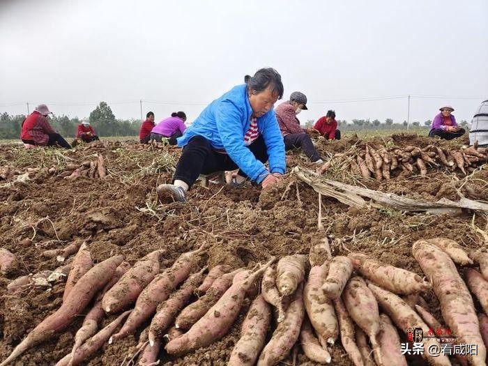 【增量提质保预期】兴平西王村 千亩红薯获丰收 田间地头采收忙