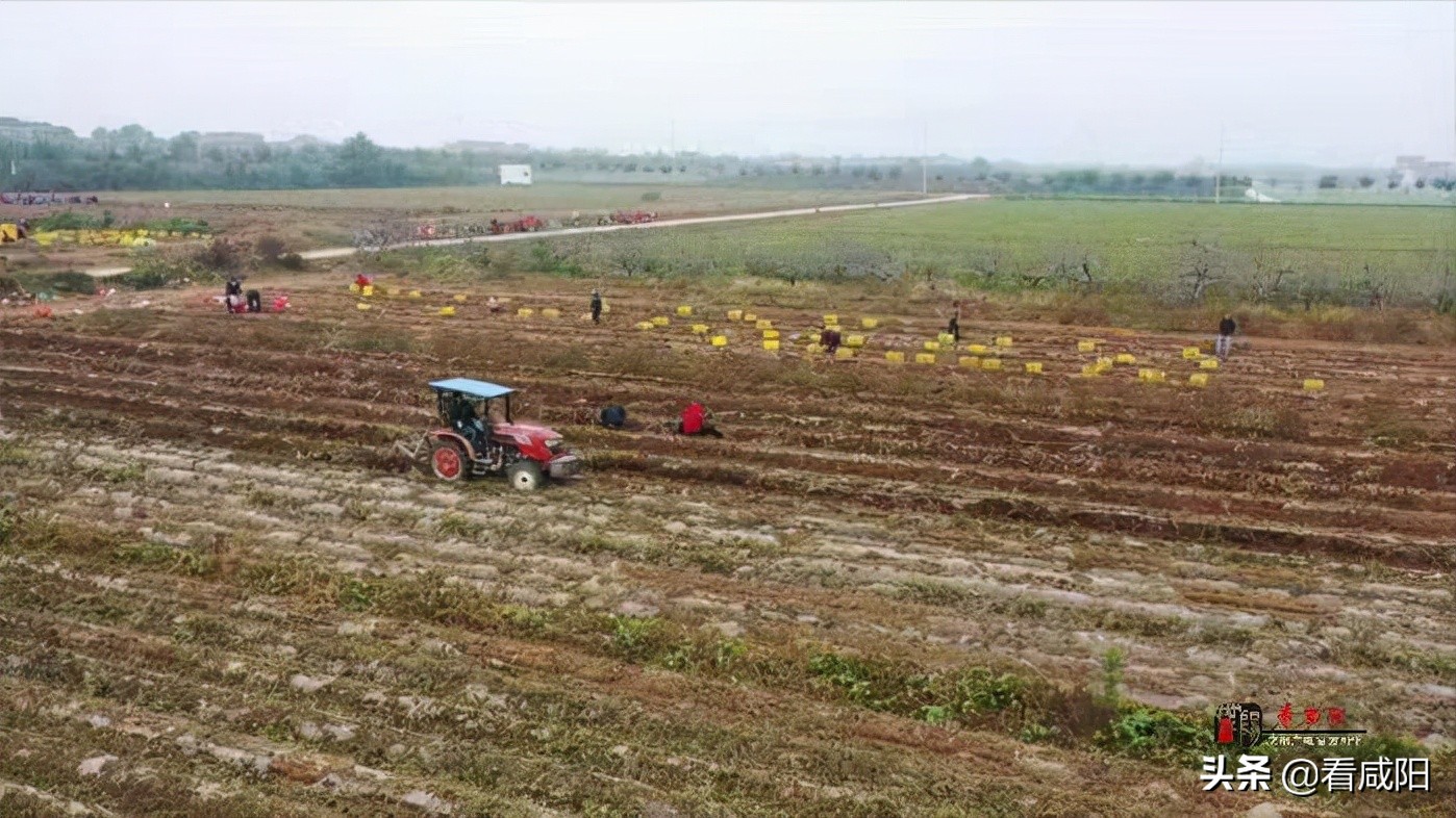 【增量提质保预期】兴平西王村 千亩红薯获丰收 田间地头采收忙