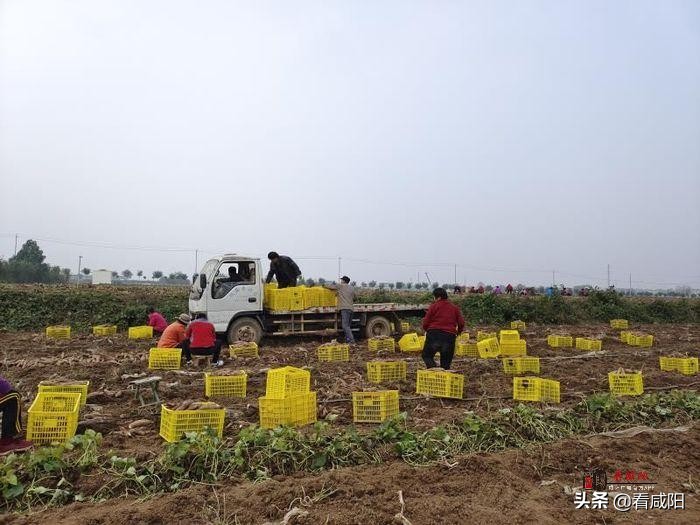 【增量提质保预期】兴平西王村 千亩红薯获丰收 田间地头采收忙