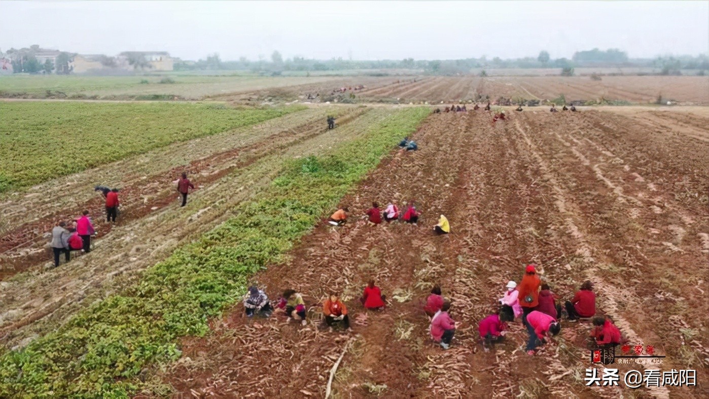【增量提质保预期】兴平西王村 千亩红薯获丰收 田间地头采收忙