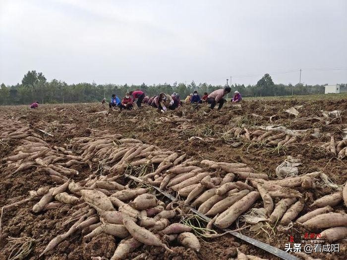 【增量提质保预期】兴平西王村 千亩红薯获丰收 田间地头采收忙