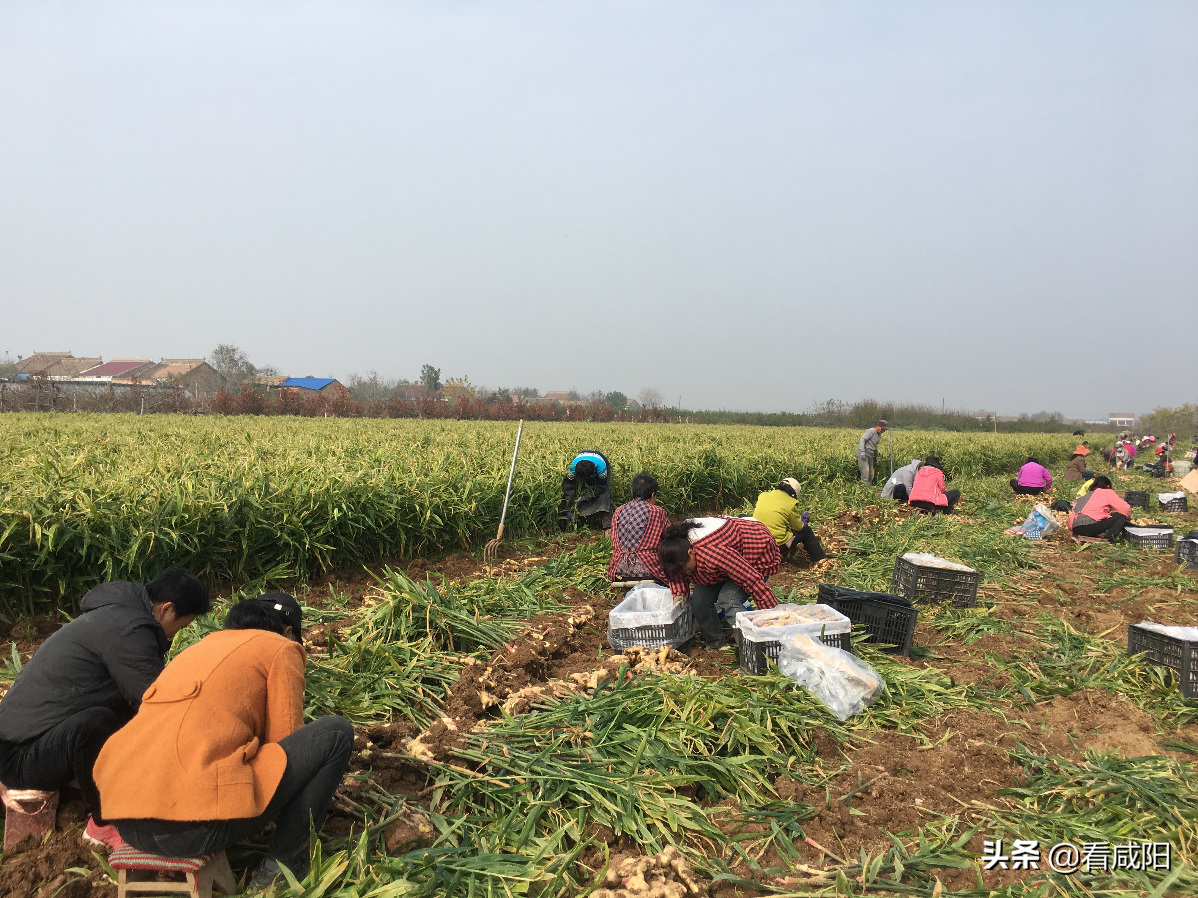 【增量提质保预期】礼泉县东张村生姜丰收有“钱”景
