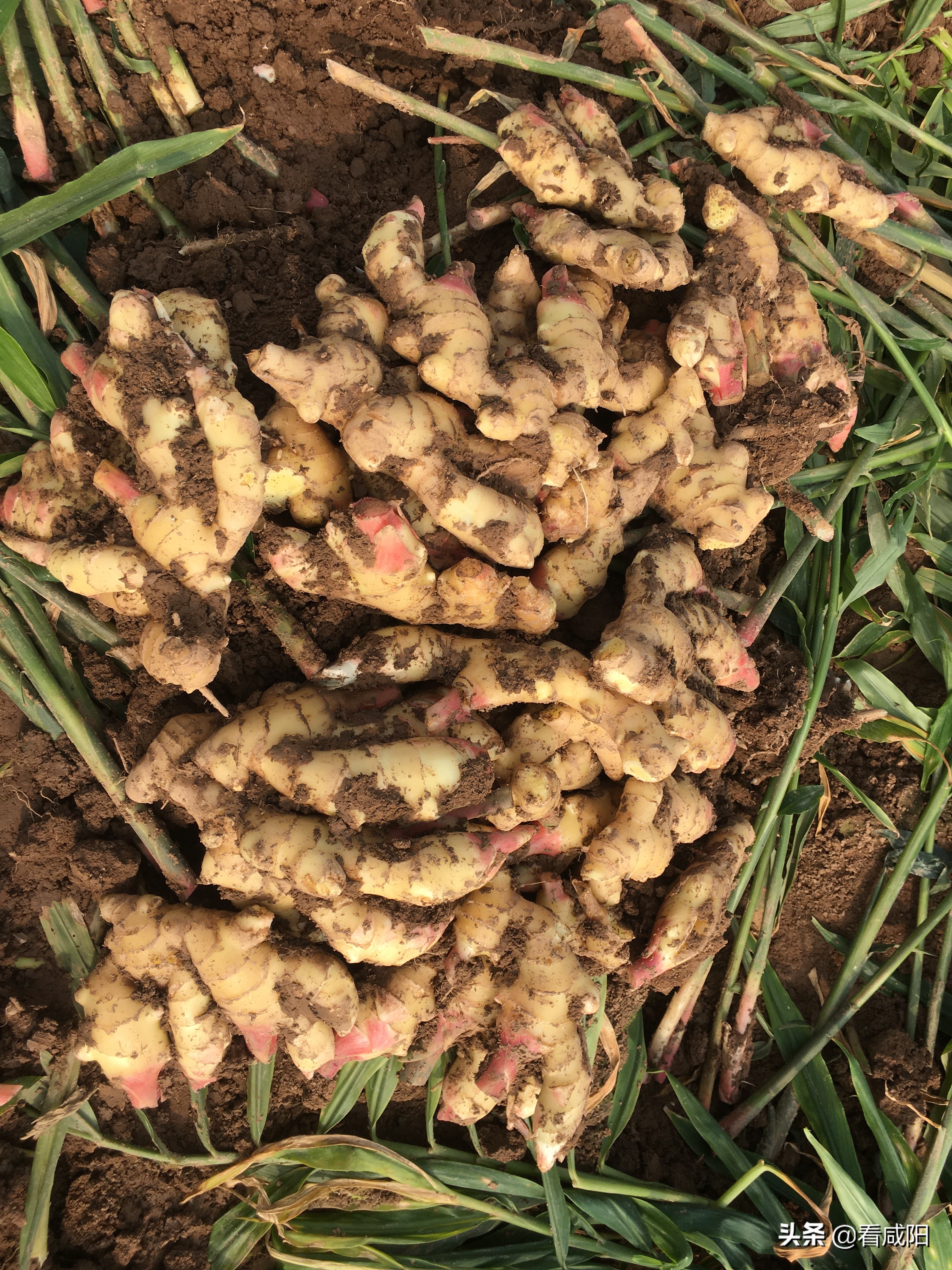 【增量提质保预期】礼泉县东张村生姜丰收有“钱”景