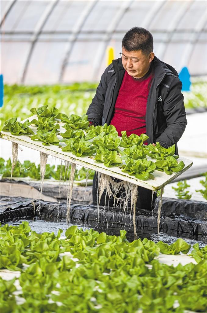 水培蔬菜助推产业升级