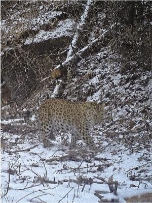 宁陕境内再现野生金钱豹活动