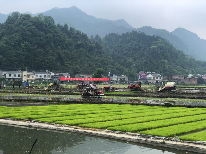 开秧门迎田水插秧舞平利广佛镇举办首届插秧节