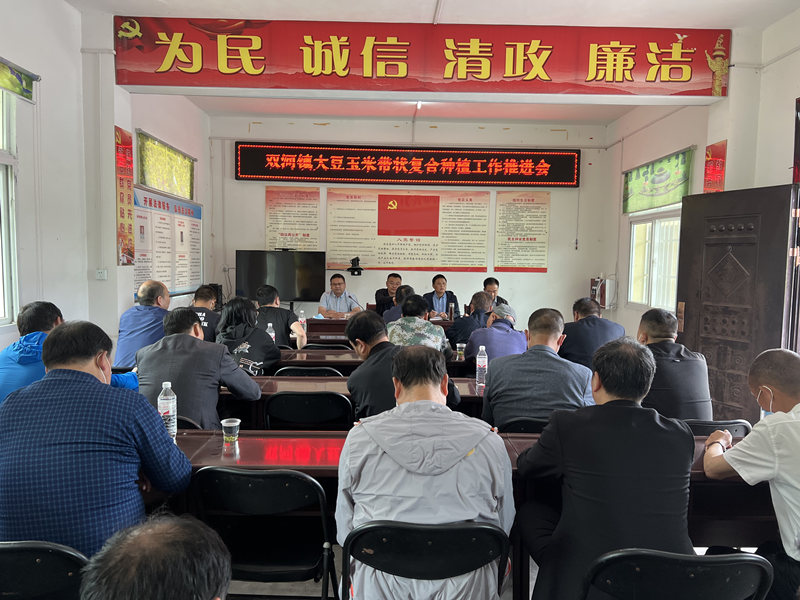 旬阳双河镇玉米地里点金豆稳粮扩油双丰收