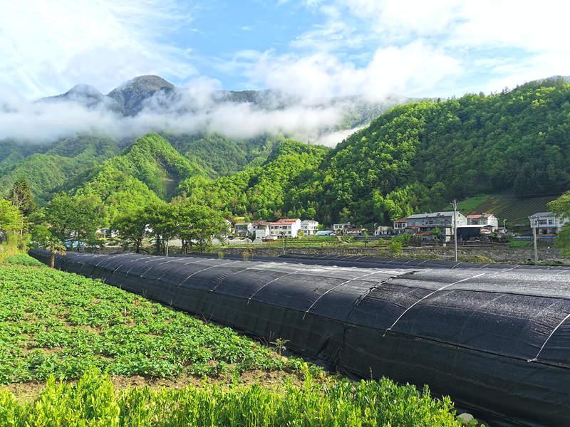 安康市華坪鎮讓綠色成為鄉村振興的最美底色