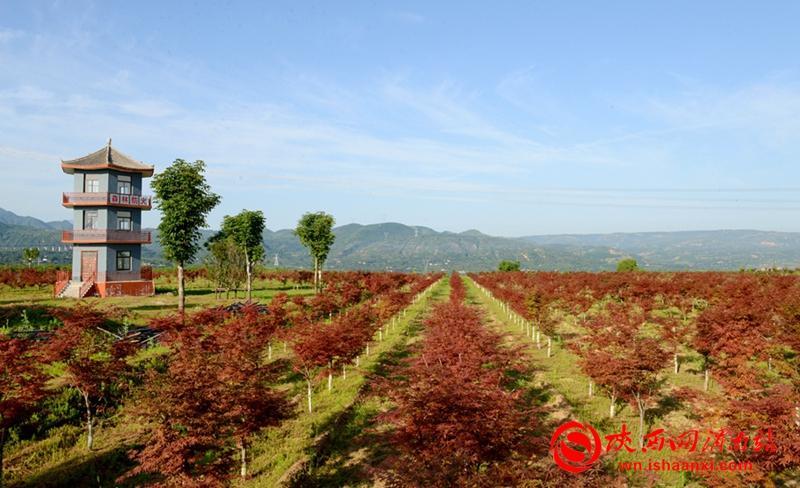 桥南镇蝎子园花卉苗木基地。