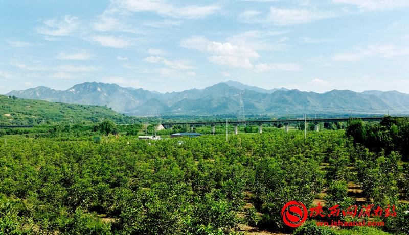 桥南镇岭西村核桃标准化栽植示范基地。