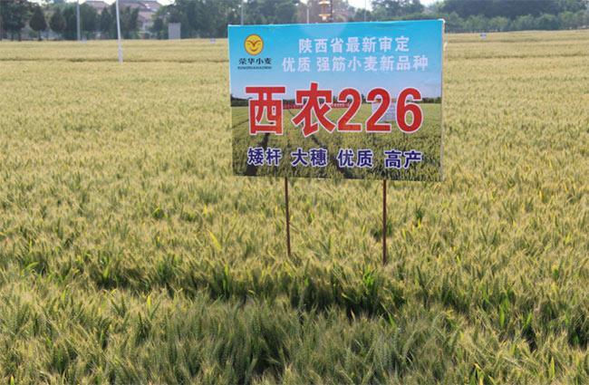 杨凌示范区二十五年“雕刻”出新的农业样板