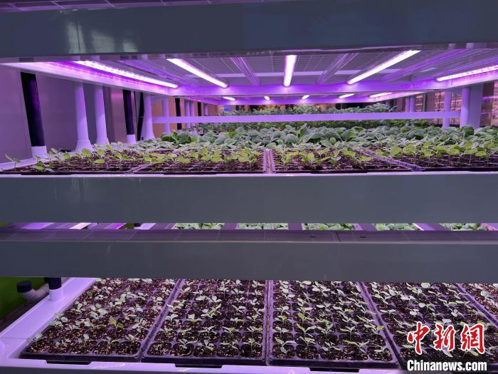 图为杨凌智慧农业示范园内的智慧植物工厂。　李一璠 摄