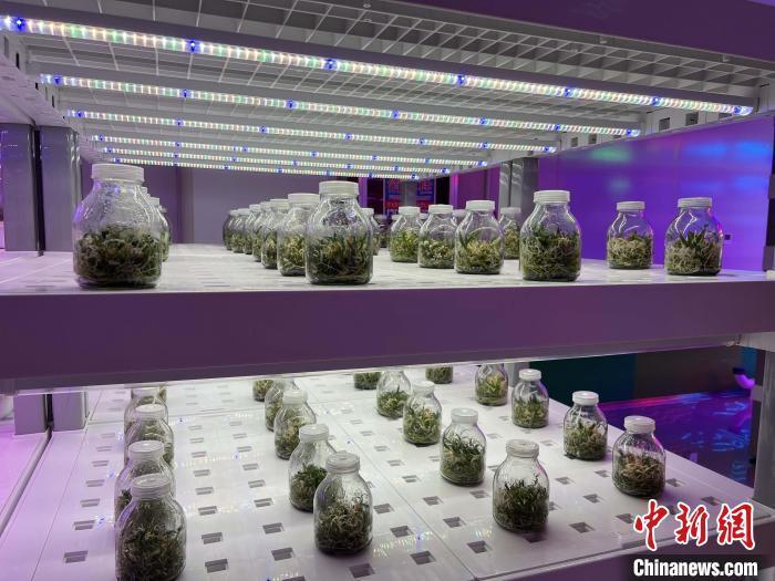 图为杨凌智慧农业示范园内的智慧植物工厂。　李一璠 摄