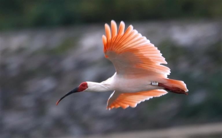 陕西朱鹮飞向太平洋