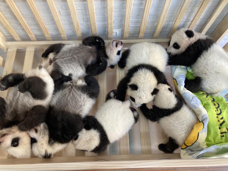 秦岭大熊猫研究中心人工繁育大熊猫种群已达49只