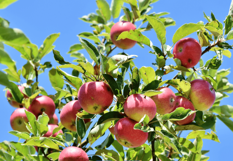 陕西水果网络零售额位居全国第二