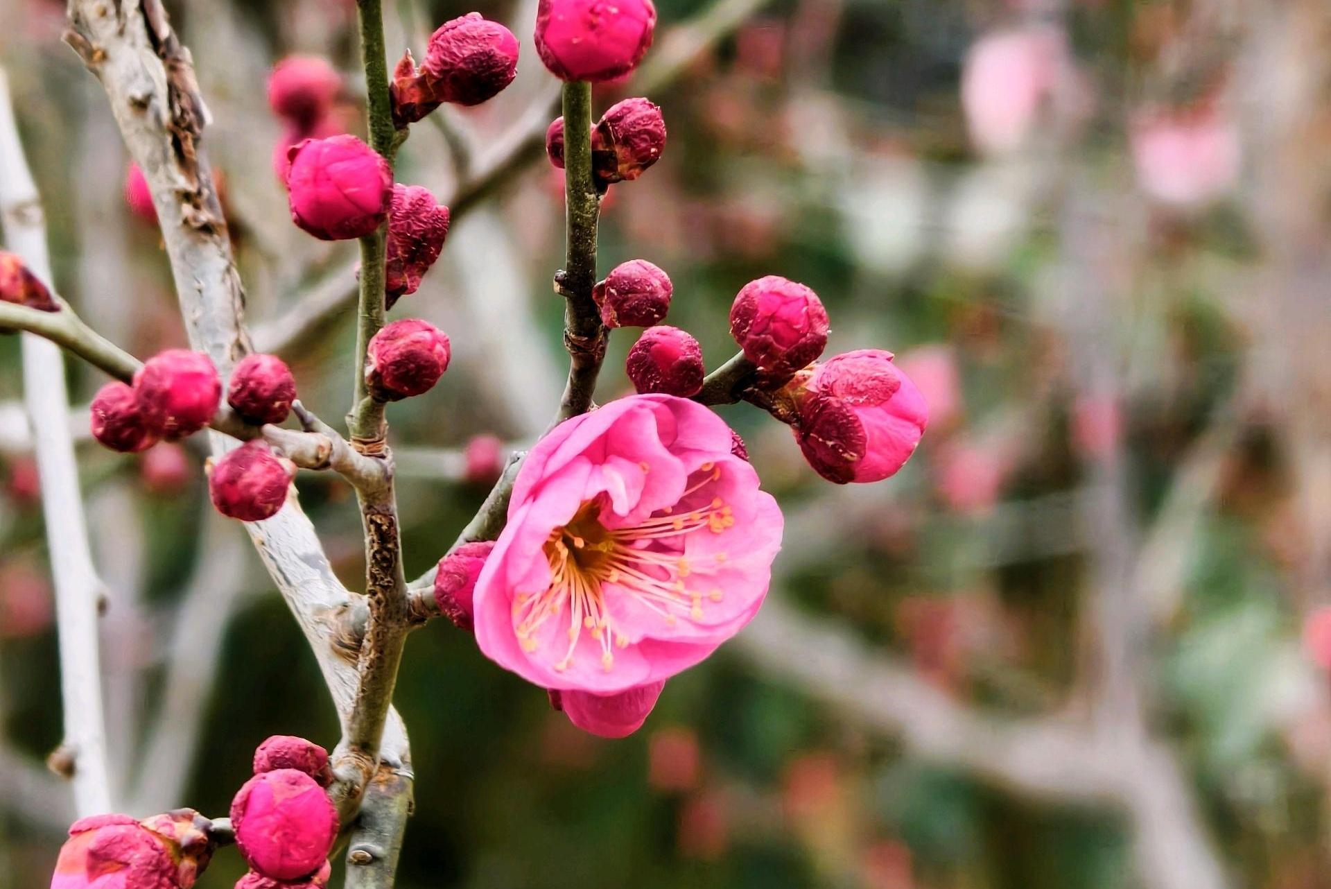 立春：万物复苏的期冀