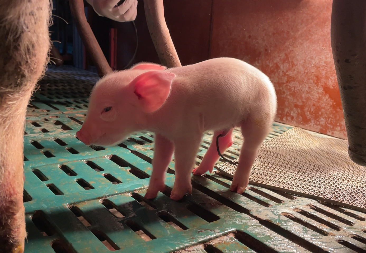 国内首头单精子注射猪在杨凌诞生