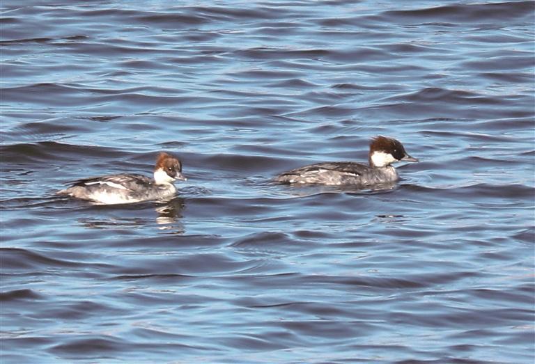 雍城湖国家湿地公园飞来“熊猫鸭”