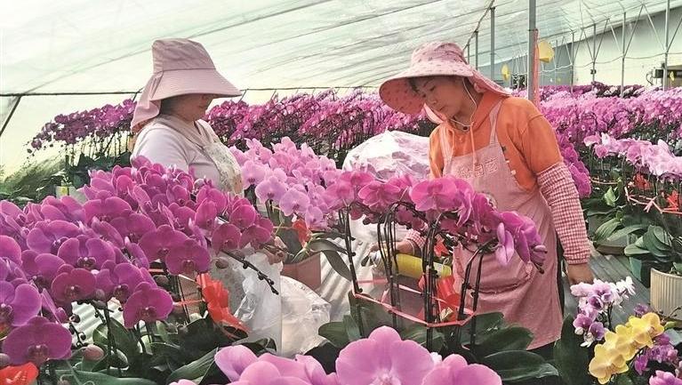 新春走基层 | 腊月里，20多万株蝴蝶兰从陵湾村“飞出”