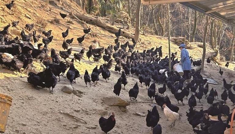 镇坪全链条培育乌鸡产业 林中飞出“黑凤凰”