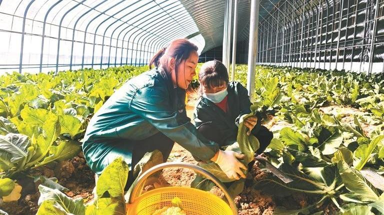 “菜园子”成群众增收“钱袋子”