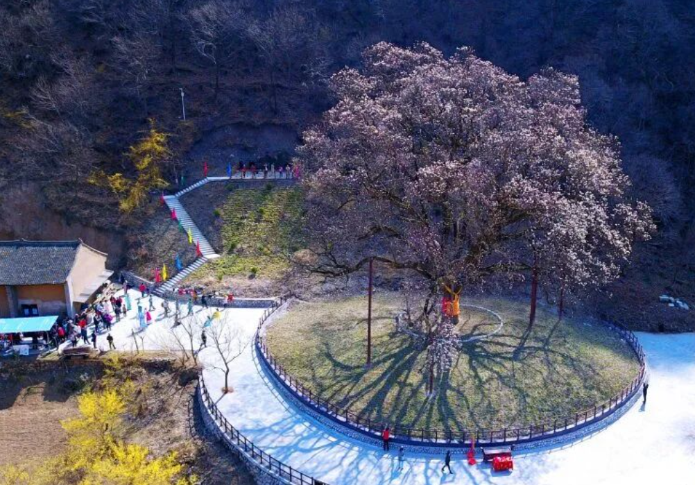 最新！陕西黑河国家森林公园发布恢复开园通告→