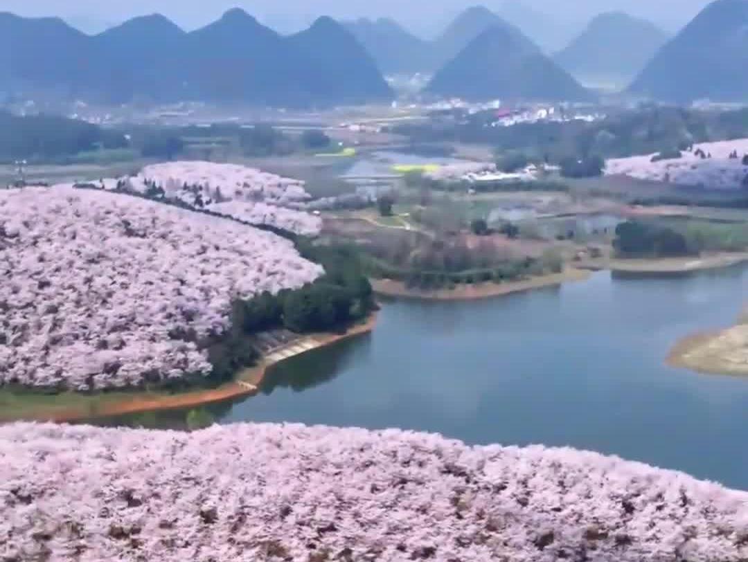 在贵安樱花园 看樱落如雪