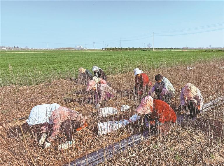 杨凌“铁娘子”的剪刀经济学