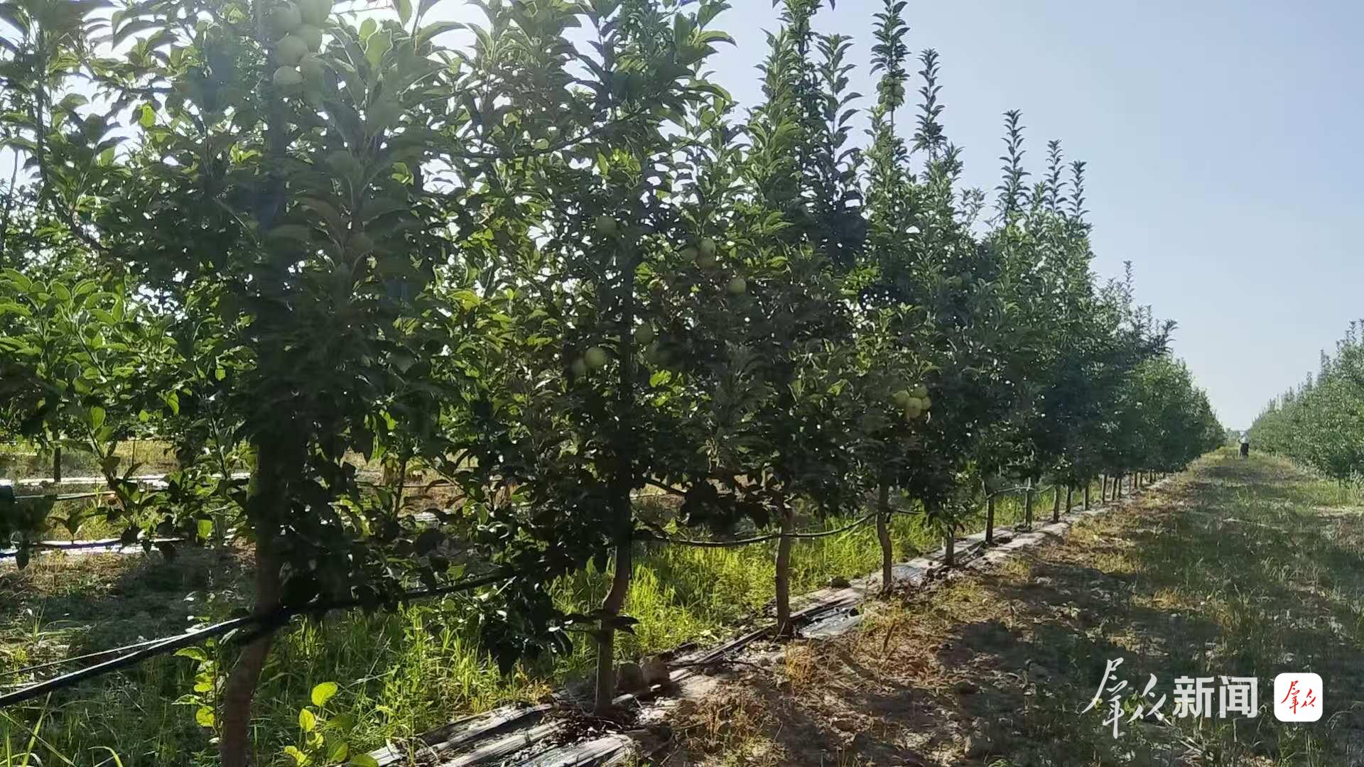 位于乌兹别克斯坦锡尔河州的上合组织农业基地中乌现代农业科技示范园。受访单位供图
