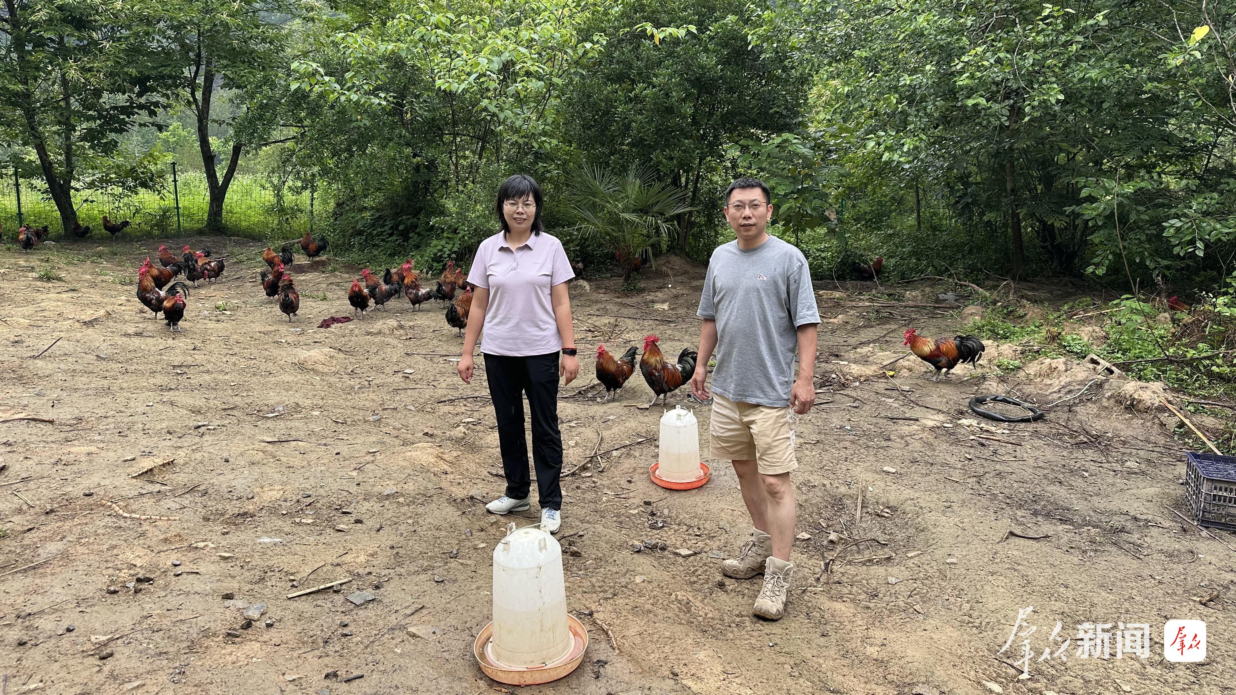 姜维、安晓雷两位博士在观察土鸡生长情况。 受访者供图