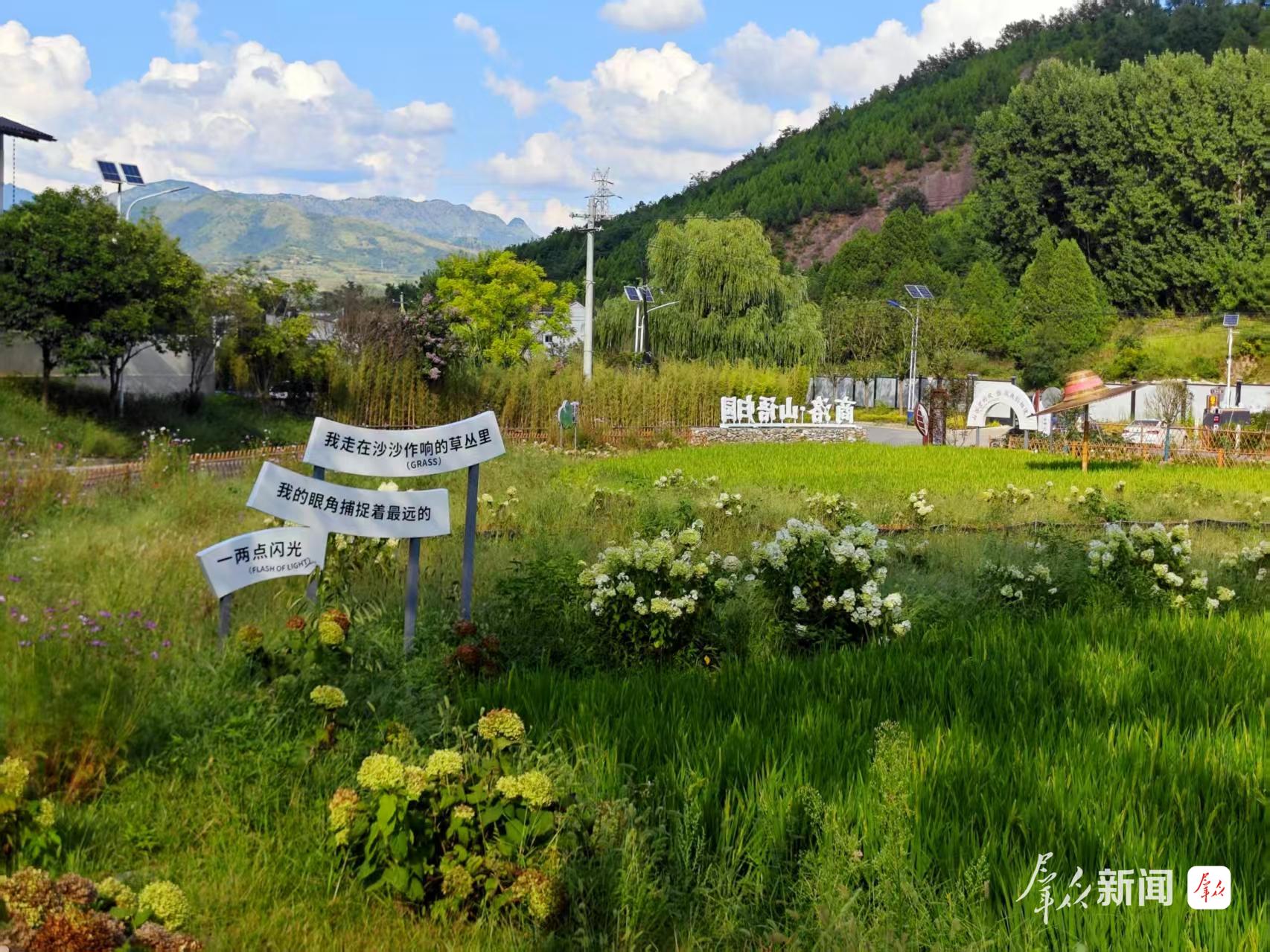 位于商洛市商州区刘湾街道的张峪沟已成为当地沟域经济的样板。图为8月25日,位于张峪沟的虾稻共生基地。