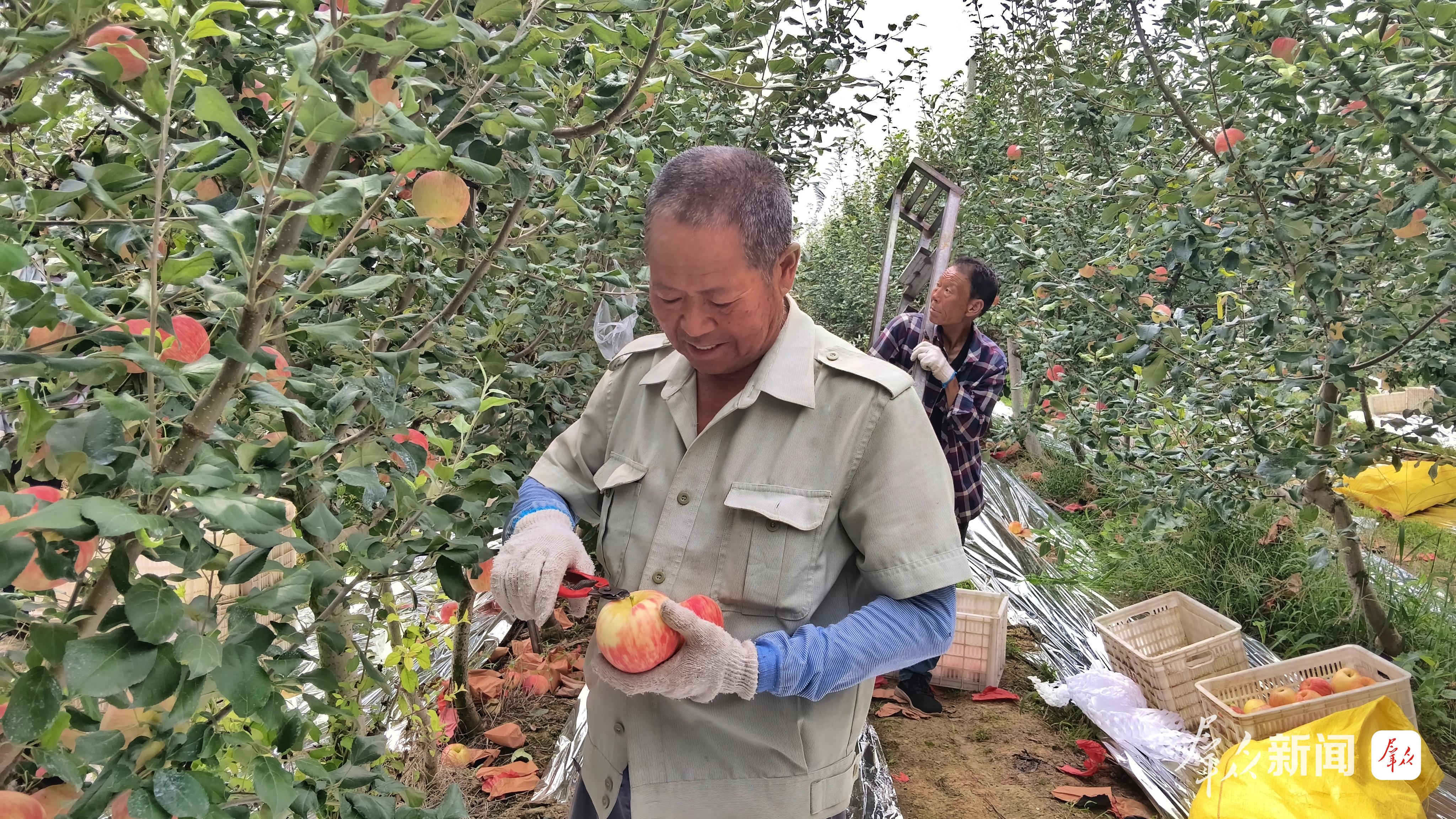 白水县林皋镇蜜脆苹果进入采摘期。通讯员庾艳宁摄