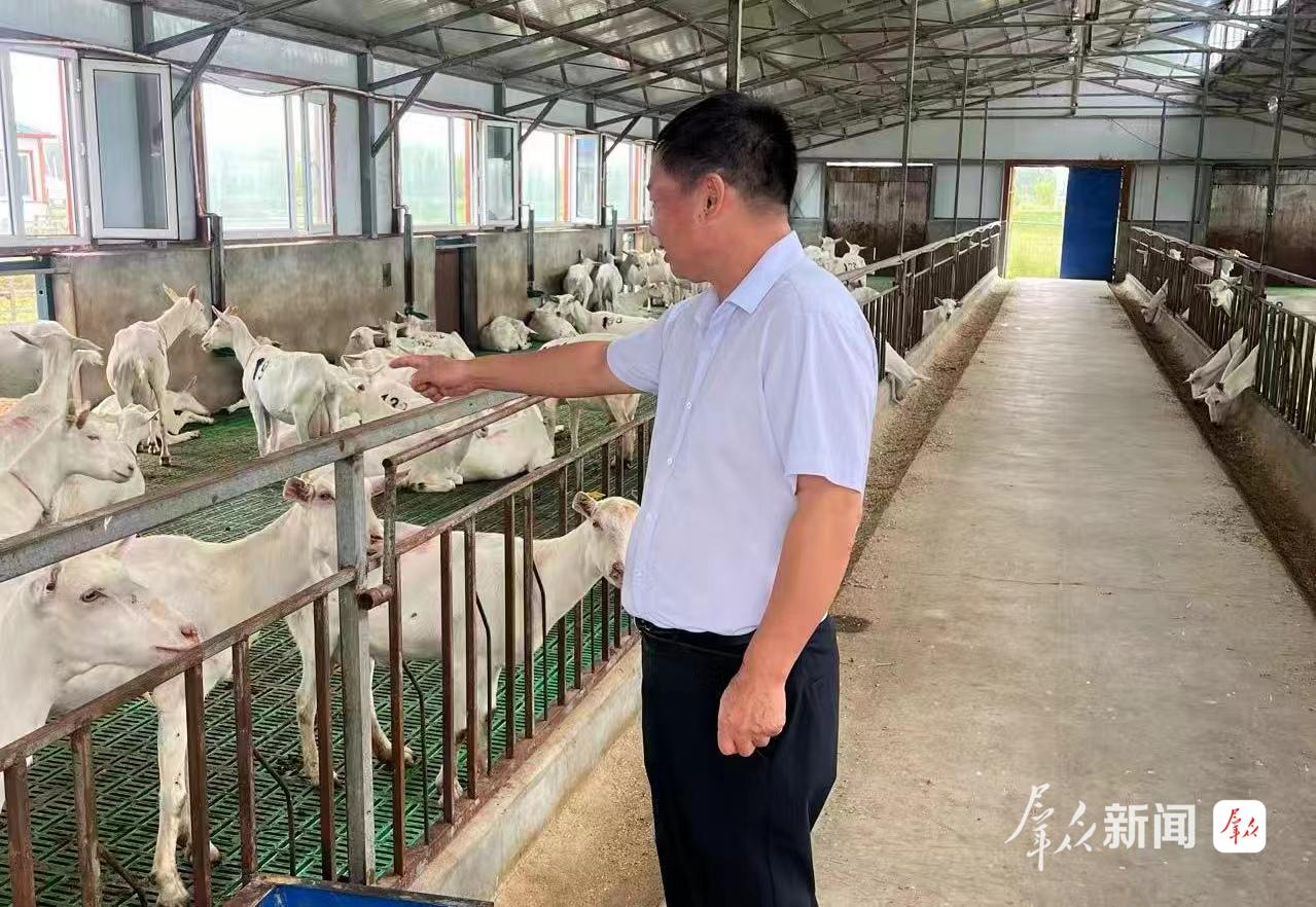 西北农林科技大学高级实验师付明哲在大同区指导家庭牧场奶山羊健康养殖。受访单位供图