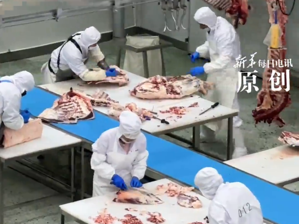 北纬49°的黑尊牛何以成为黑马？