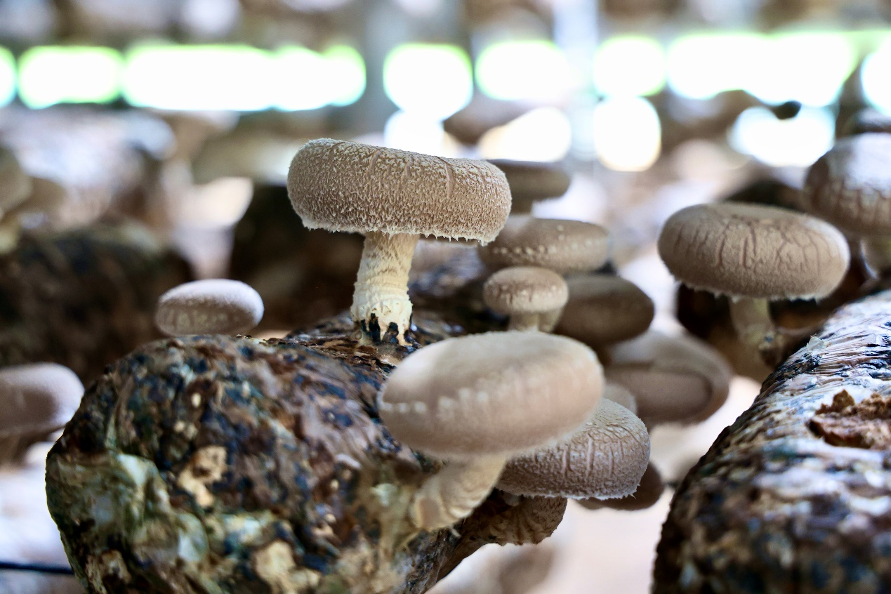 8月30日,榆林市能蓉农业生物科技发展有限公司香菇大棚内,林海九号、林海十号品种香菇长势良好,进入采收期 配图2