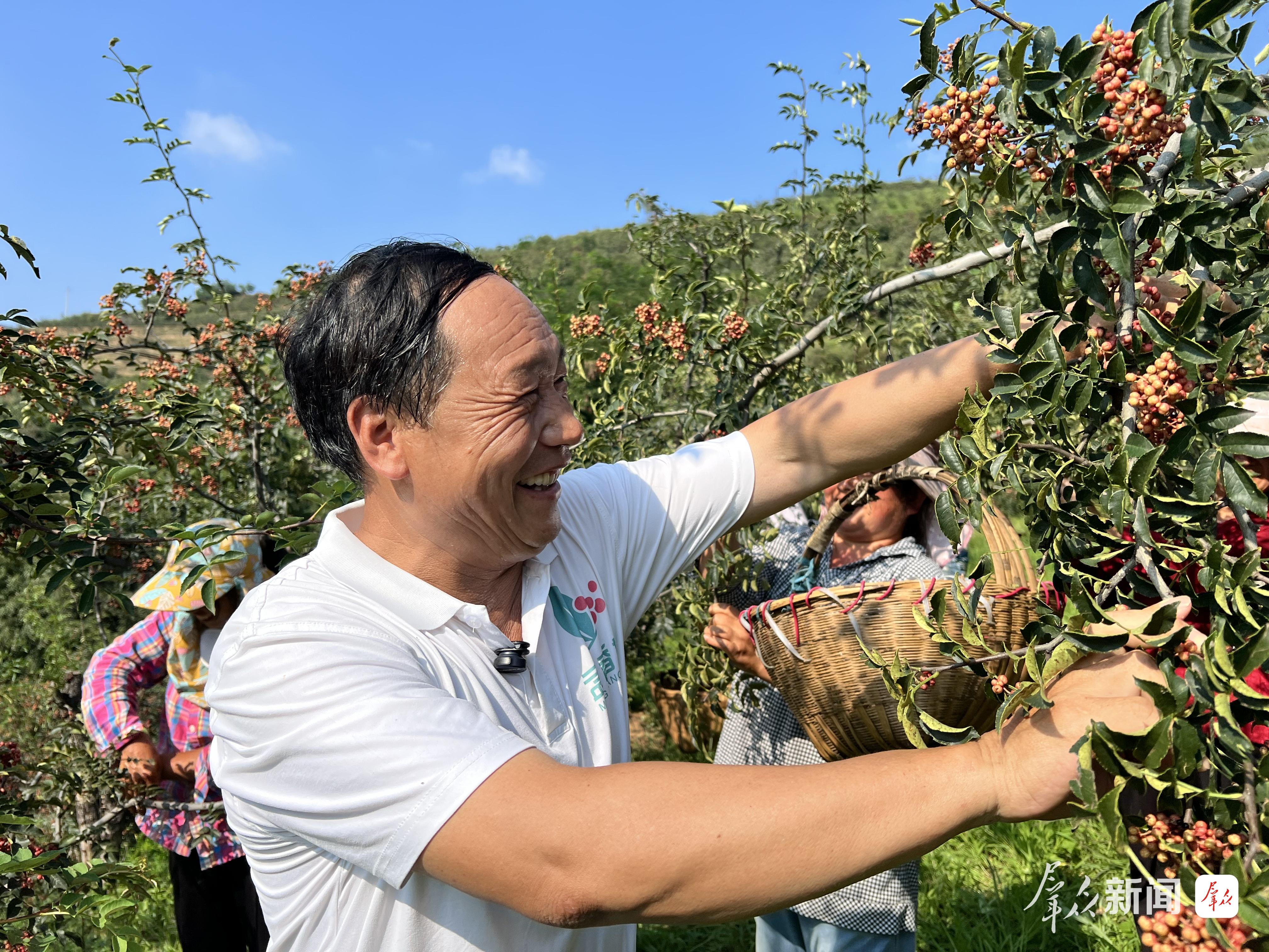 8月20日,周维林正在花椒园采摘花椒。渭南市融媒体中心记者 王珂摄