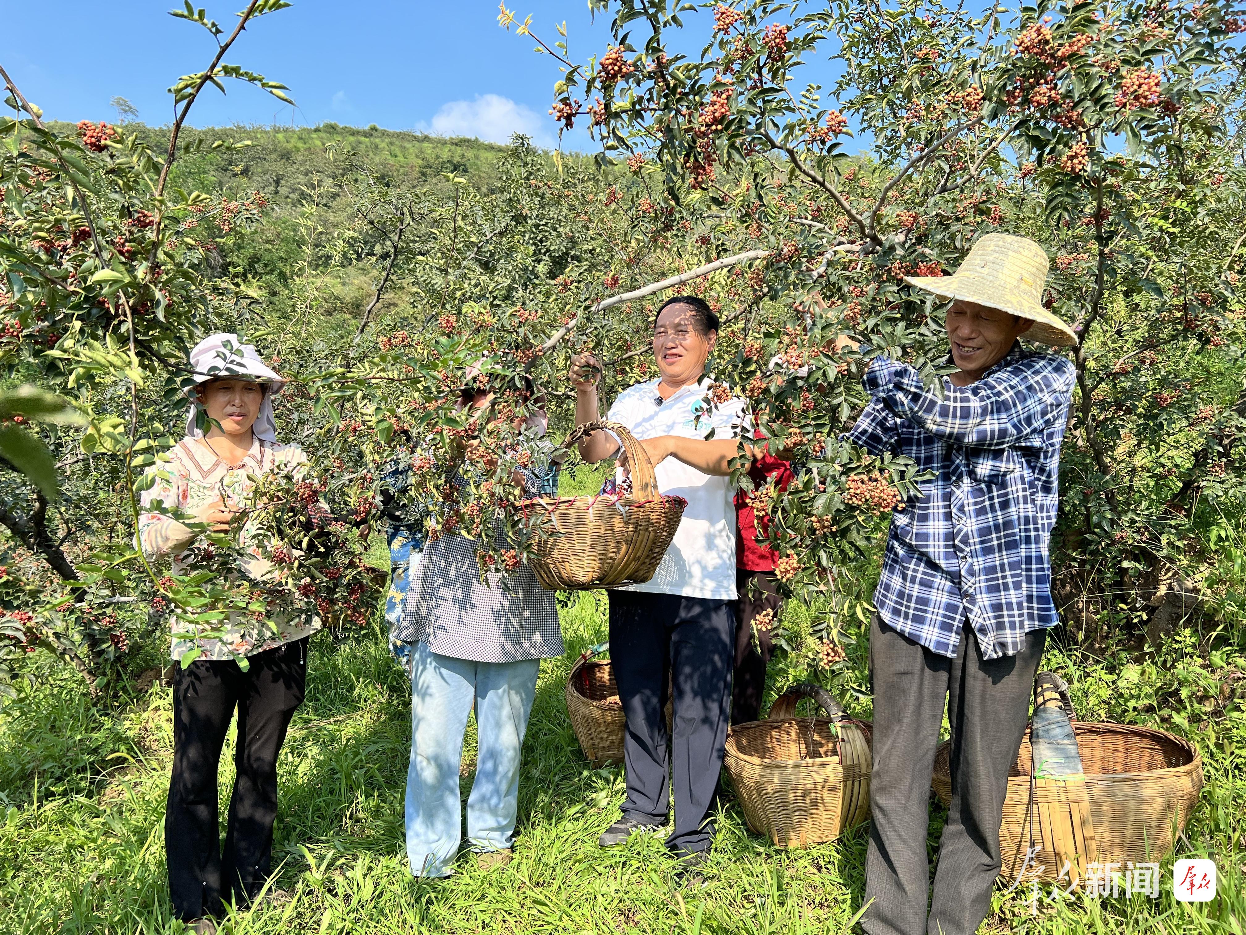 8月20日,周维林(右二)与村民一起采摘花椒。渭南市融媒体中心记者 王珂摄