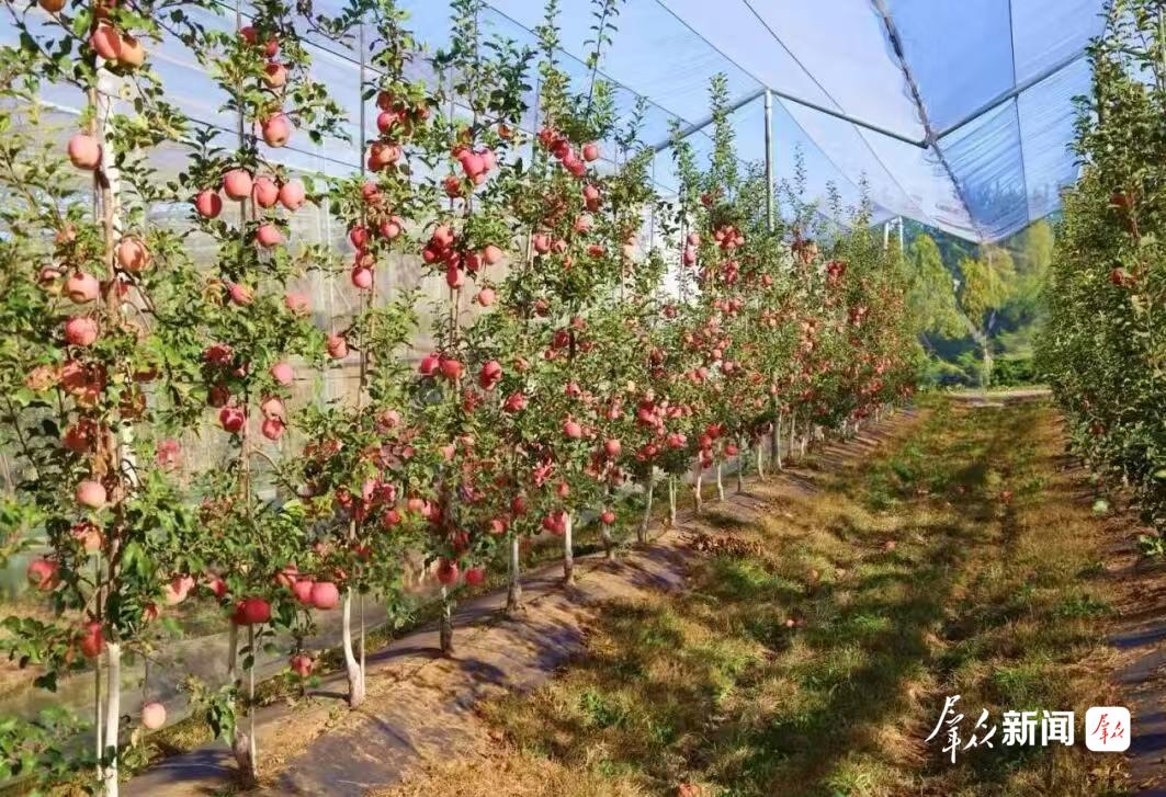 成排的果树整齐列队,枝头挂满沉甸甸的红苹果,果实饱满圆润、色泽鲜亮,在翠绿叶片映衬下格外喜人。