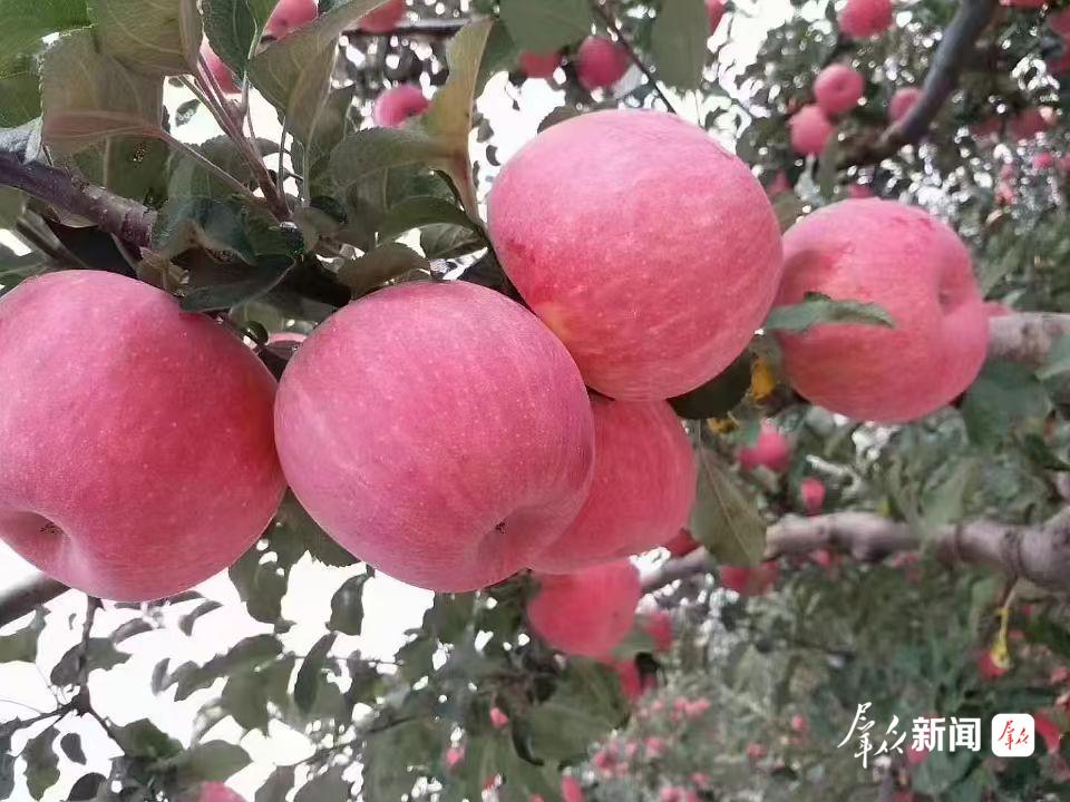经套袋管护、充分上色,苹果果形端正、果面光洁、无病虫损伤,品质优良。
