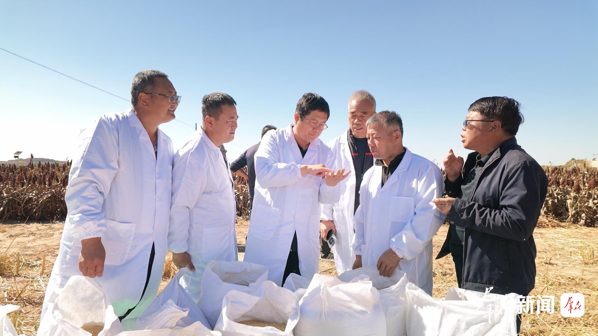联合专家组现场查看收获谷粒,实地考评谷子品质与产量性状。