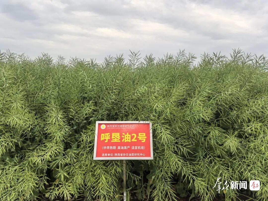 “呼垦油2号”