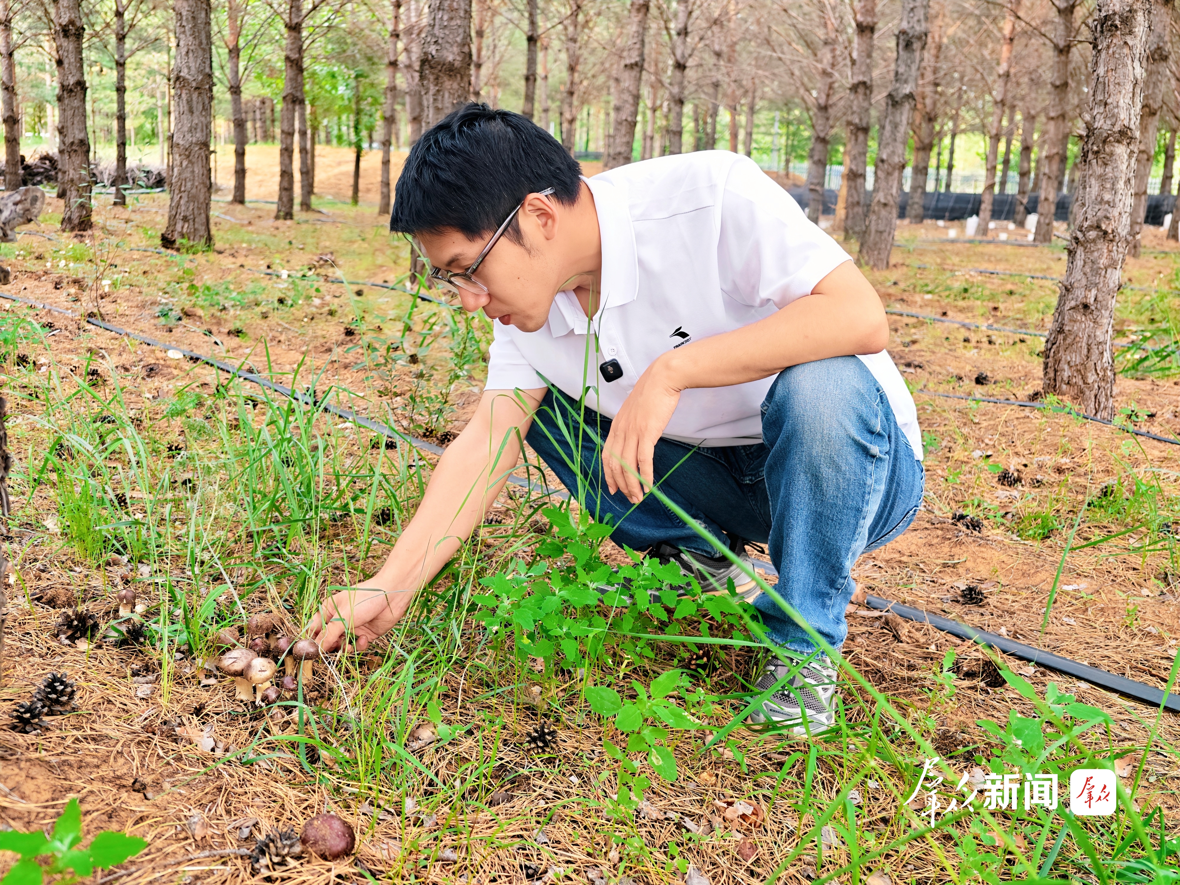 “沙二代”张至察看林下蘑菇种植情况。群众新闻记者 田若楠摄