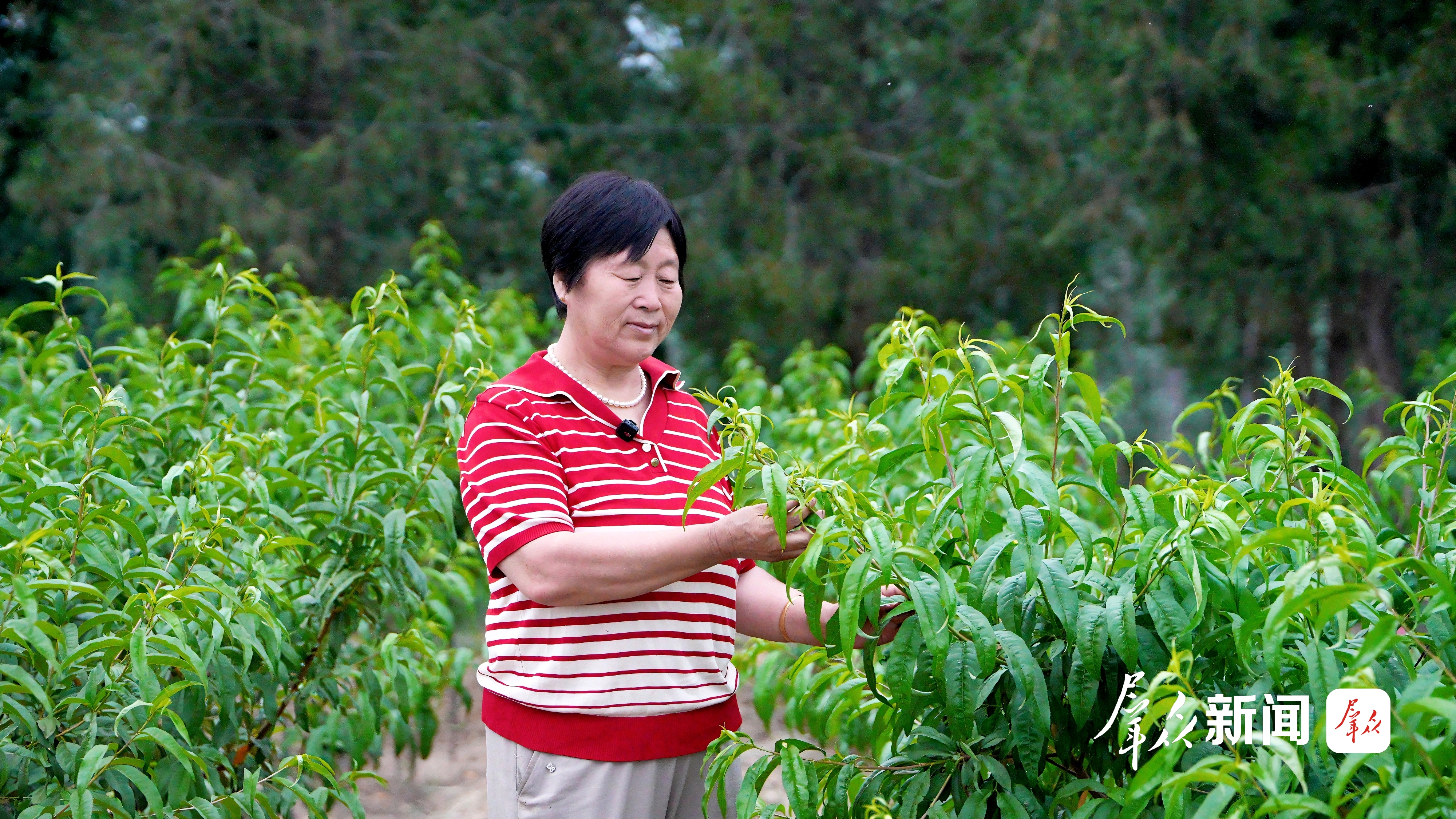 在定边县荣兰荒漠治理有限责任公司的育苗基地,负责人王志兰正在查看树苗生长情况。群众新闻记者 田若楠摄