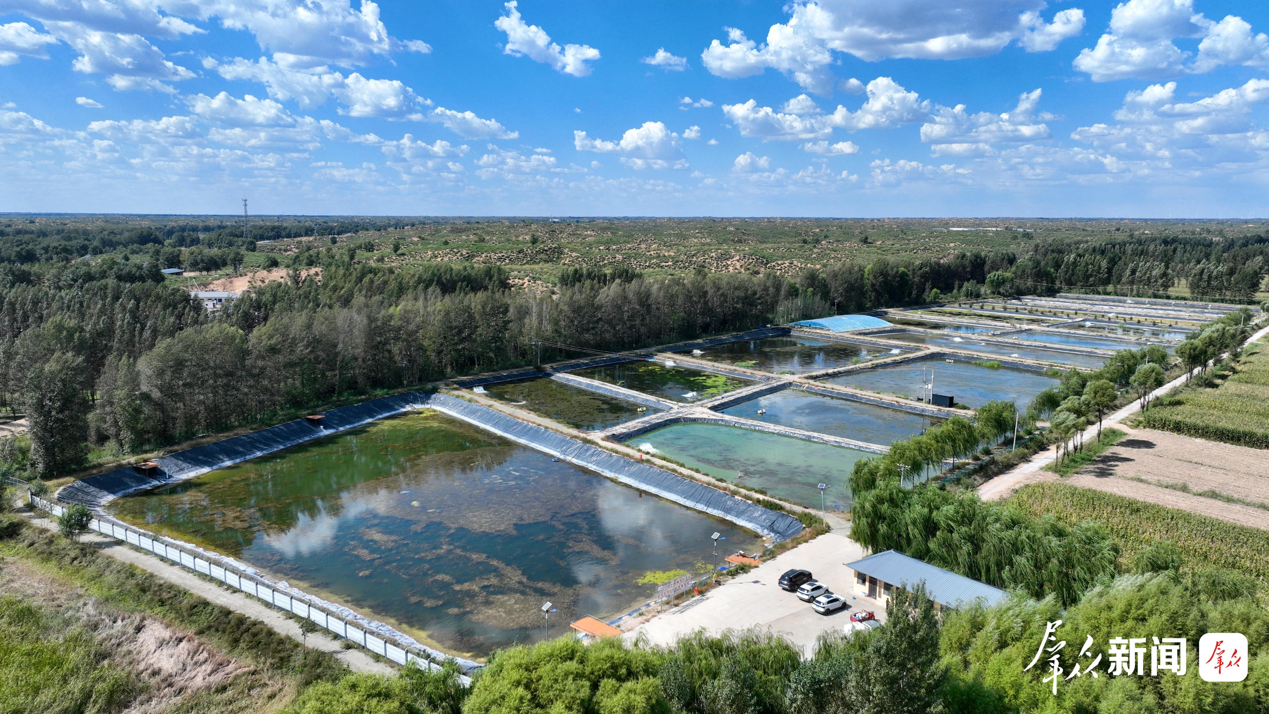 榆阳区水网资源丰富,图为孟家湾乡特色白对虾养殖基地。