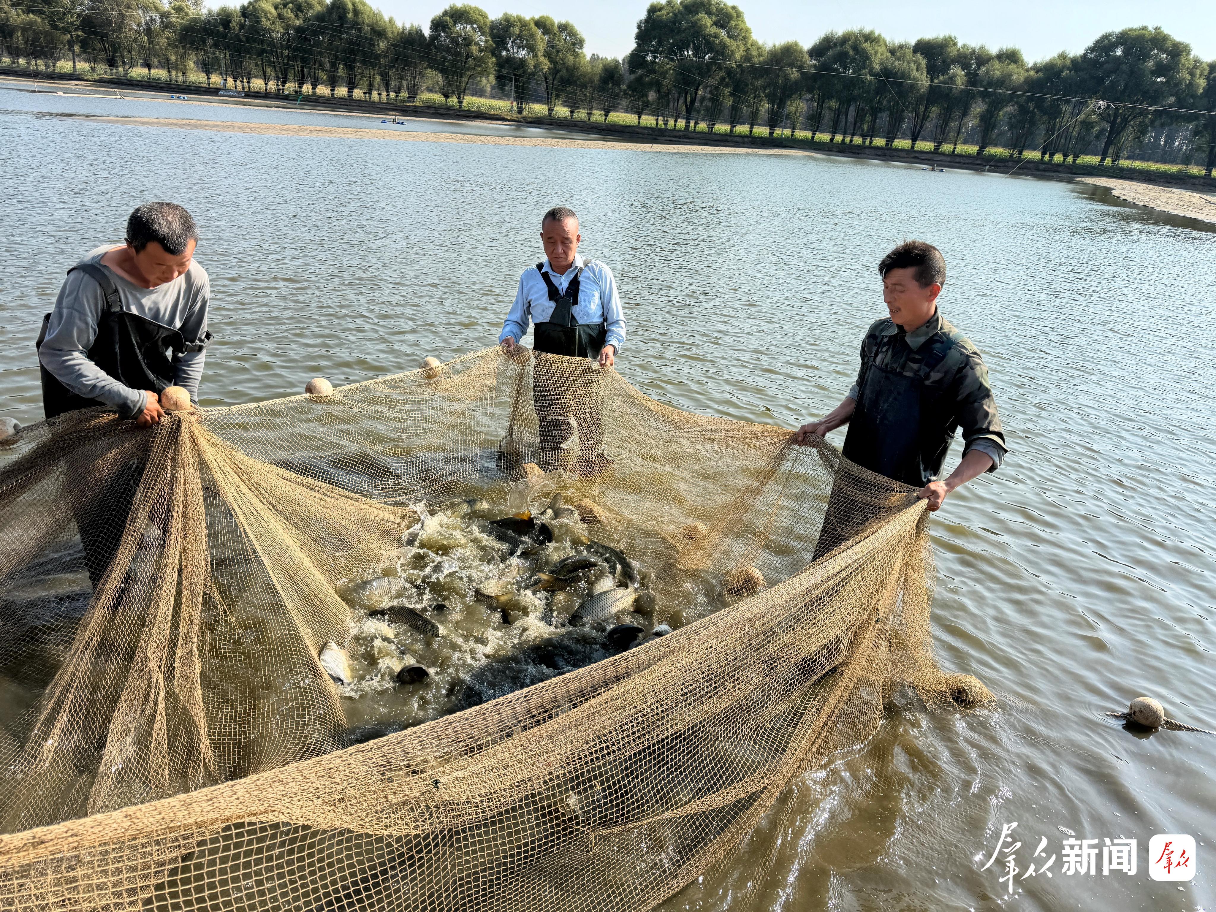 榆阳区特色水产养殖遍地开花,图为牛家梁镇转龙湾村榆林淮榆源渔业有限公司工作人员捕捞渔获。